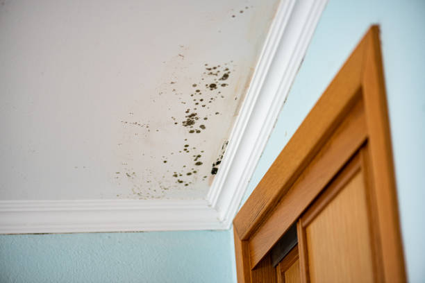 Attic Mold Removal in Gulf Shores, AL