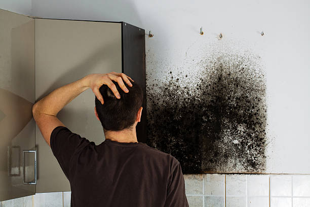 Best Attic Mold Removal  in Gulf Shores, AL