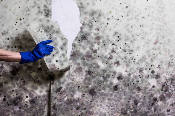 Best Attic Mold Removal  in Gulf Shores, AL