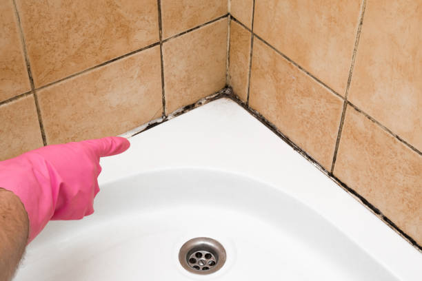 Best Black Mold Removal  in Gulf Shores, AL